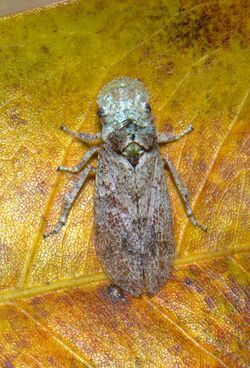 Leafhopper Ledra sp. (21715224963).jpg