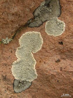 Lecanora subcarnea 243166.jpg