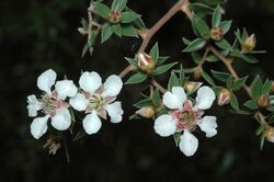 Leptospermum petraeum.jpg