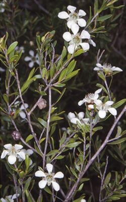 Leptospermum sejunctum.jpg