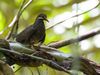 Leptotrygon veraguensis, Selva Verde, Costa Rica.jpg