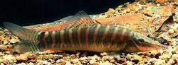 Lesser Katy Loach.jpg