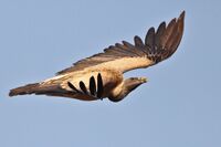 Indian vulture in flight