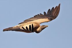 Long-billed Vulture.jpg