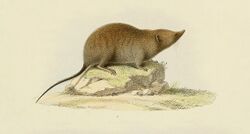 Long-tailed mole.jpg