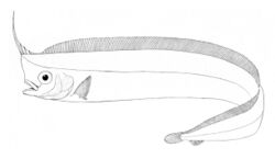 Lophotus capellei.jpg