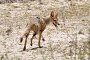 Gray canine in barren grass