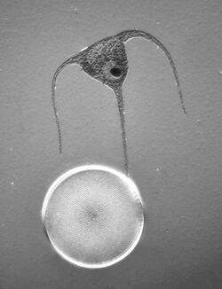 Marine plankton - Dinoflagellat (Neoceratium horridum), diatom (Coscinodiscus radiatus) - 160x (14594509942).jpg
