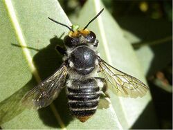 Megachile ferox.jpg