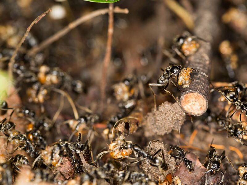 File:Megaponera analis raid collecting termites.jpg