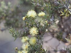 Melaleuca johnsonii (leaves, flowers, fruits).JPG