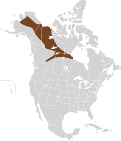 Microtus xanthognathus map.svg