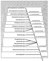 Diagram by Mikrjukov and Patterson to show the relationships of, and within, axodines, together with the proposed synapomorphies of the clades.