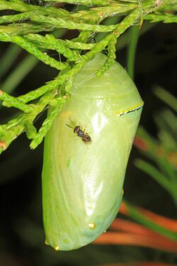 Monarch chrysalis - Danaus plexippus and Pteromalid Wasp, Meadowood Farm SRMA, Mason Neck, Virginia - 29789548882.jpg