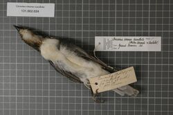 Naturalis Biodiversity Center - RMNH.AVES.123607 1 - Coracina cinerea cucullata (Milne-Edwards & Oustalet, 1885) - Campephagidae - bird skin specimen.jpeg