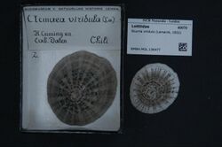 Naturalis Biodiversity Center - RMNH.MOL.136477 - Scurria viridula (Lamarck, 1822) - Lottiidae - Mollusc shell.jpeg