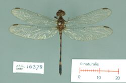 Nothodiplax dendrophila Belle, 1984 2432791289.jpg