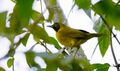 Olive-crowned Yellowthroat (24488815273).jpg