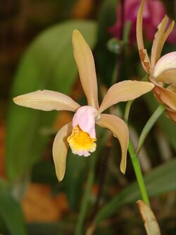 Orchid-004.jpg