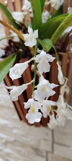 Orchid Rodriguezia venusta.jpg