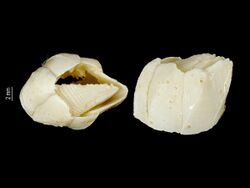 Pachylasma ovatum (MNHN-IU-2013-16499) 002.jpeg