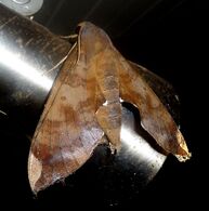 Pachylia ficus, Sphingidae..jpg