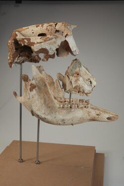 Palorchestes-azael-fossil-marsupial-articulated-skull-and-mandibles-p-216490-1330195-large.jpg