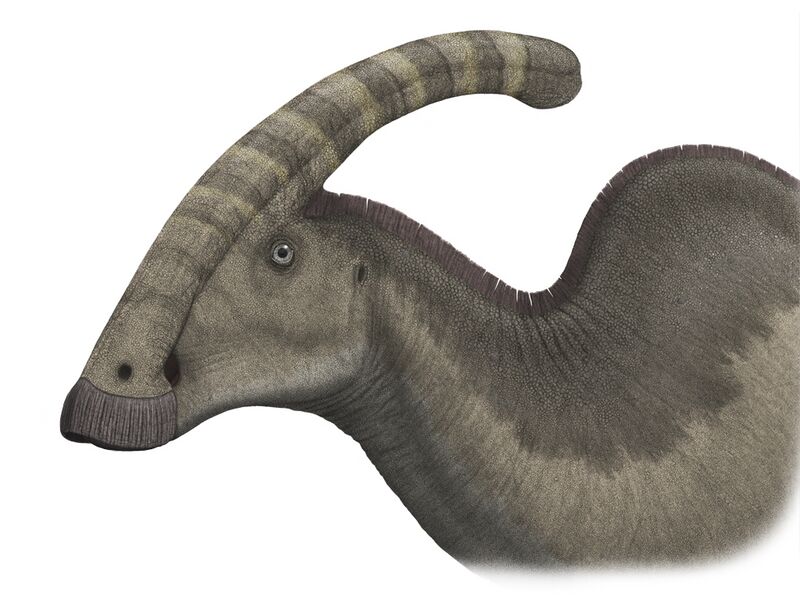 File:Parasaurolophuspic steveoc.jpg