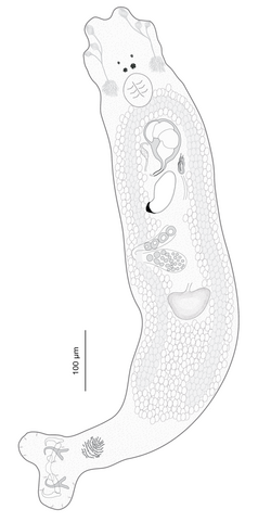 Parasite140133-fig2 Pseudorhabdosynochus regius (Diplectanidae) Body - 2A.png