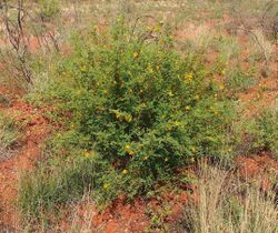 Petalostylis habit.jpg