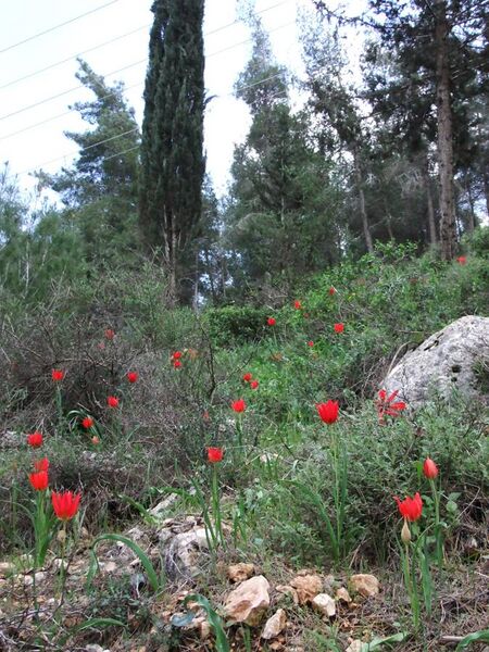 File:PikiWiki Israel 13380 Tulips in Jerusalem forest.JPG