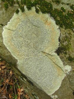 Porpidia albocaerulescens - Flickr - pellaea.jpg