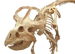 Protoceratops-skeleton.jpg