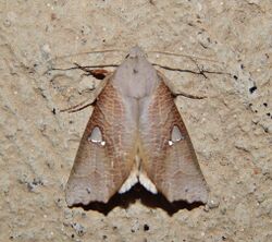 Pterogonia episcopalis.jpg