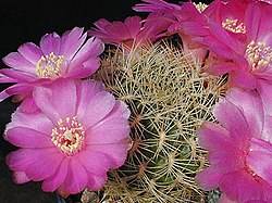 Rebutia cylindrica1a.MW.jpg