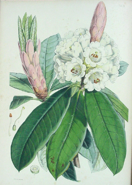 File:Rhododendron argenteum Hooker.gif