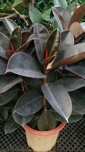 File:Rubber Plant (Ficus elastica 'Robusta').jpg