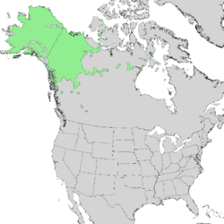 Salix alaxensis range map 1.png