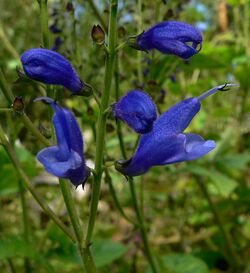 Salvia cacaliaefolia 2.jpg