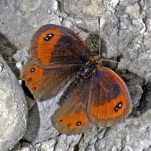 Satyrinae - Erebia montana-002.jpg