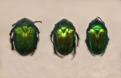 Scarabaeidae - Protaetia speciosa.JPG