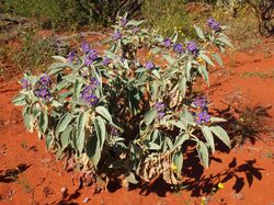 Solanum quadriloculatum habit low angle.jpg