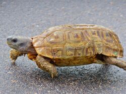 Speke's Hingeback Tortoise (Kinixys spekii) (14027958683).jpg