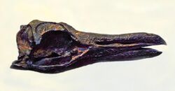 Spheniscidae - Palaeospheniscus sp..jpg