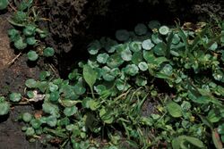 Starr 980601-1501 Hydrocotyle verticillata.jpg