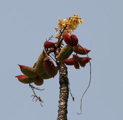 Sterculia villosa flowers & fruit at Jayanti, Duars, West Bengal W Picture 238.jpg