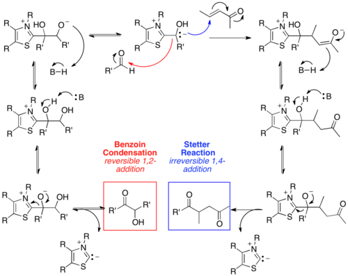 Scheme 3. Mechanism of the Stetter reaction