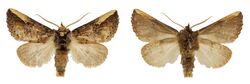 Symmerista inbioi male dorsal (left) ventral (right).jpg