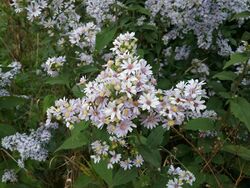 Symphyotrichum drummondii 52073298.jpg