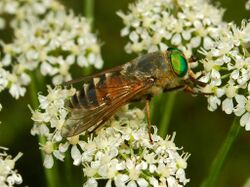 Tabanidae - Philipomyia aprica.-1.JPG